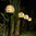 Luxform Lighting Mambo Stake Light – Black Pearl - Large Globe - 4 Lights