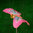 Luxform LED Solar Colour Changing Butterfly – 2 Lights